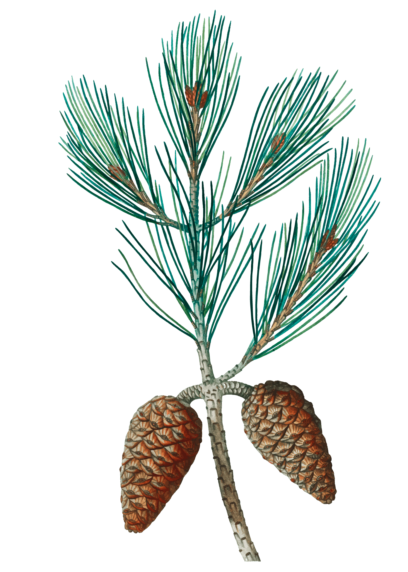 Семян хвойных рисунок. Pinus halepensis. Сосна Алеппская. Сосна Алеппская шишка. Сосна Пинус ветка.